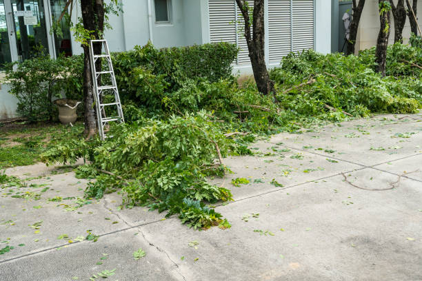 Tree Service Company in Cullowhee, NC